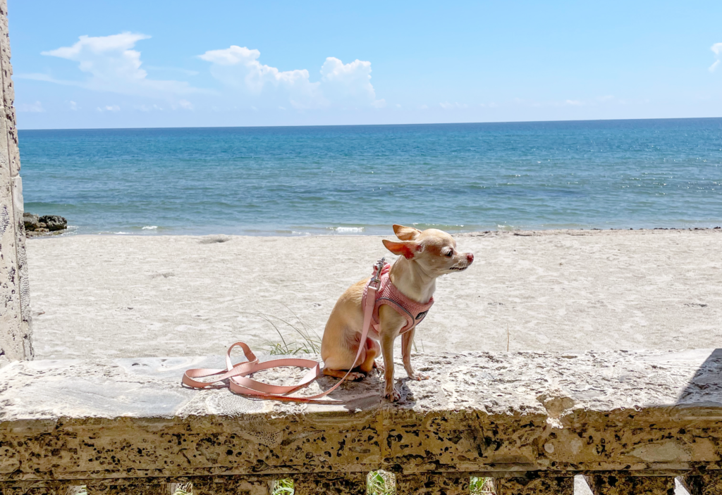 dog congestive heart failure