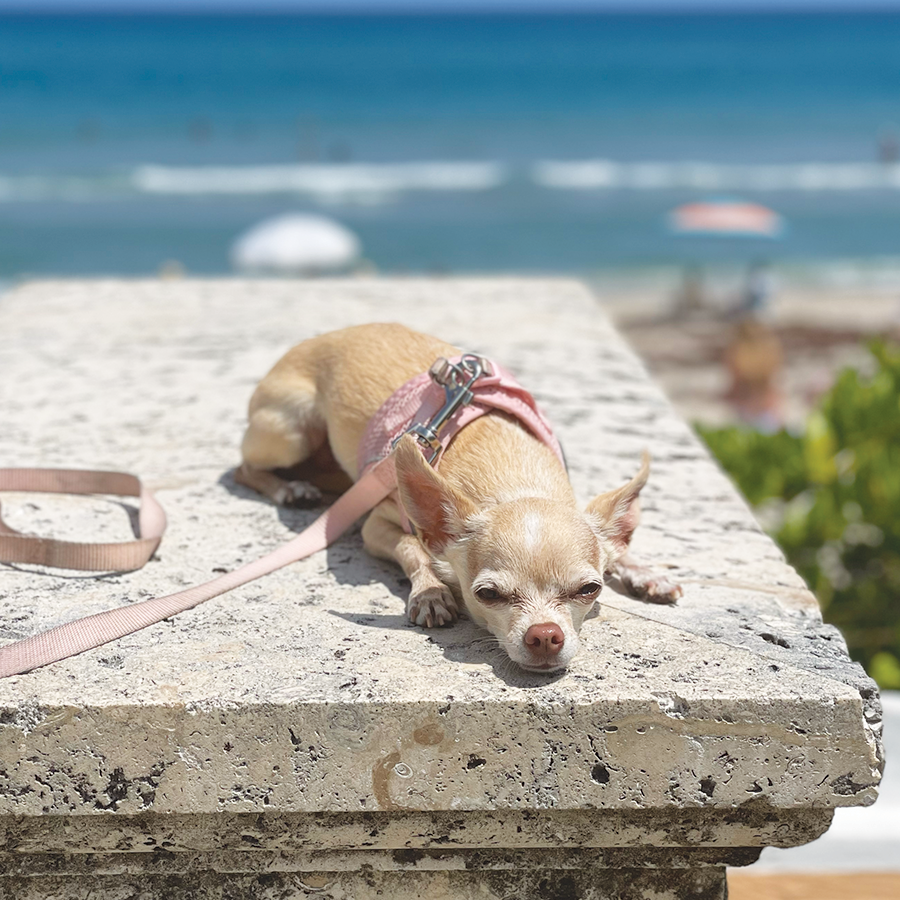 dog congestive heart failure