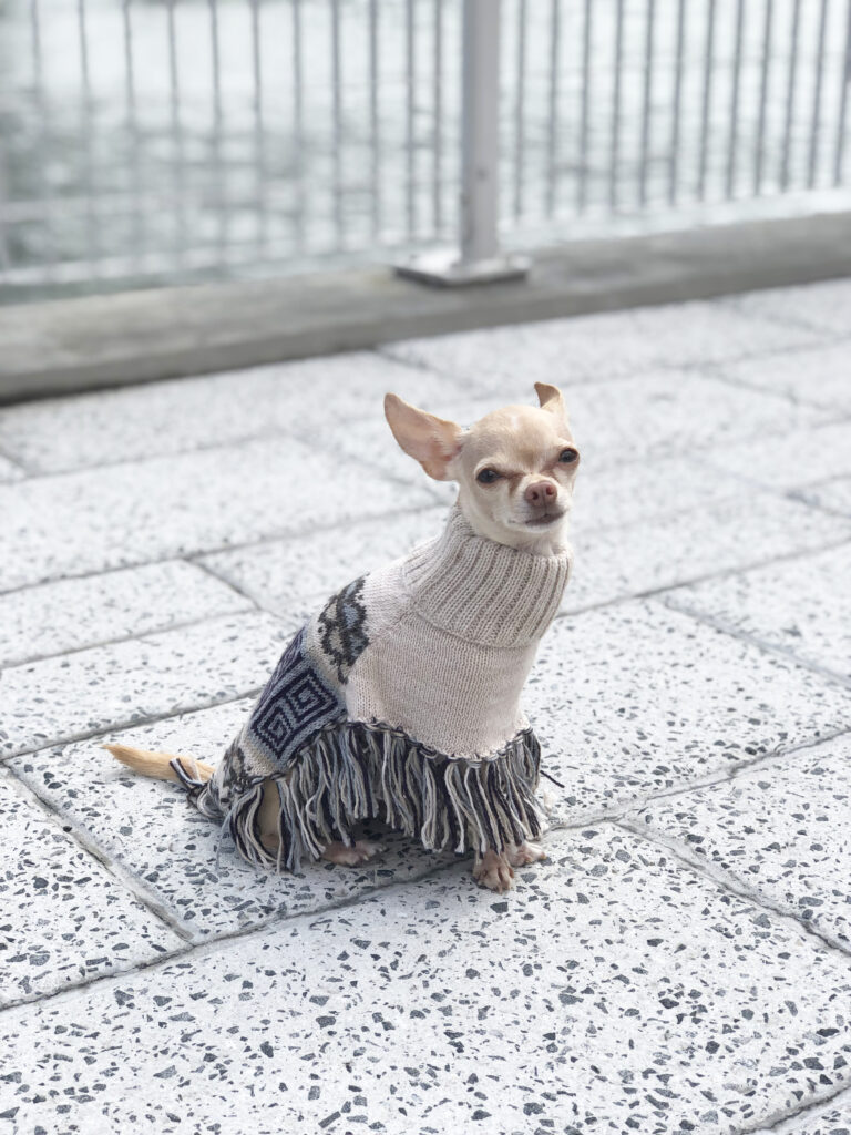 congestive heart failure in dogs