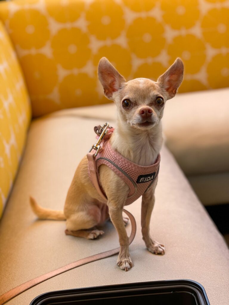 supplements for dogs with congestive heart failure