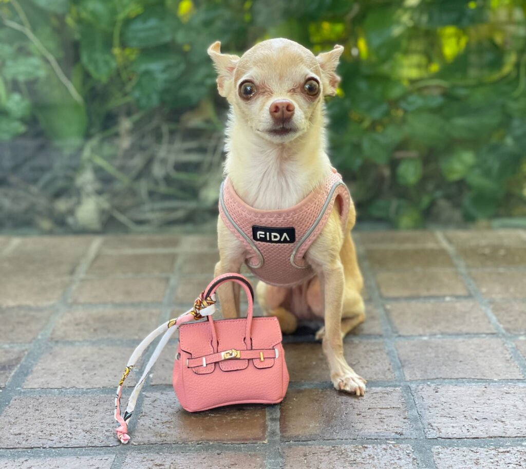 dog congestive heart failure cough